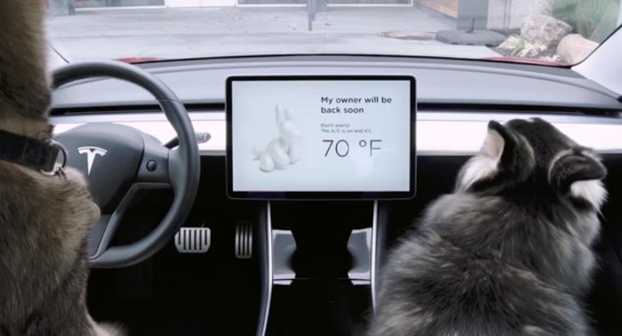 Tesla dog and sentry modes cars
