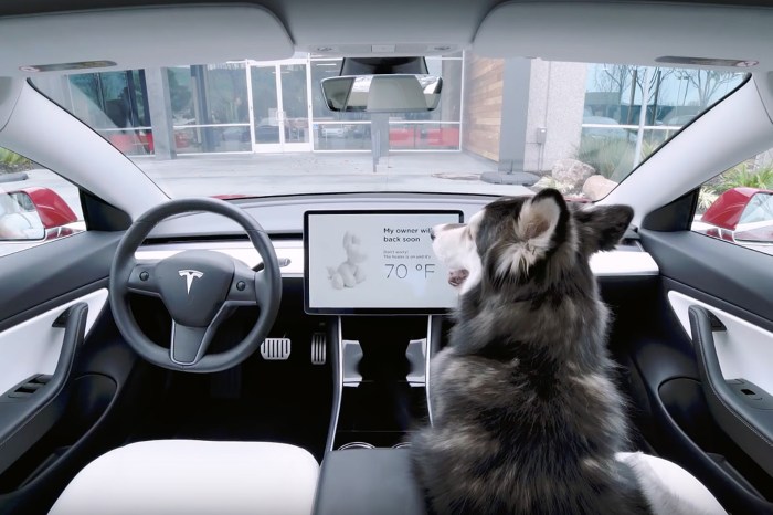 Tesla dog and sentry modes cars